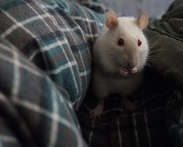 How do I know if my rat is sick?