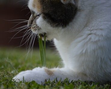 Why does my cat eat grass?