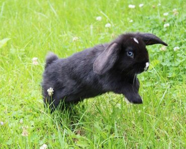 My rabbit is shy: what to do?