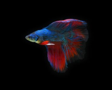 The fins of my Betta Fish are tearing, what to do?