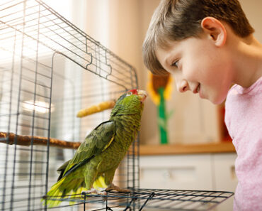 Parrot cage : How to choose it ?