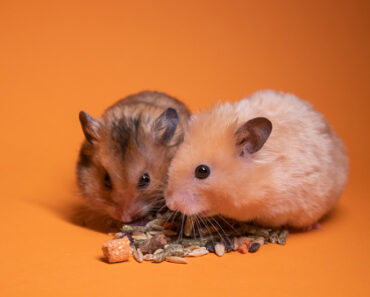Can we have several hamsters living together?