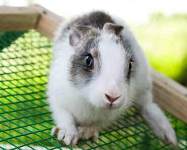 Should I have my rabbit sterilized?