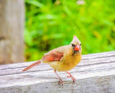 3 feeder ideas for songbirds!