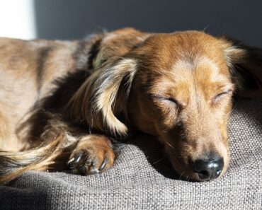 Why does my dog snore?