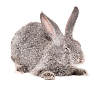 Why does my rabbit sneeze?
