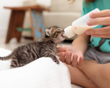 How to bottle-feed a kitten?