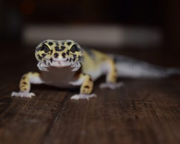 What food for my Leopard Gecko?
