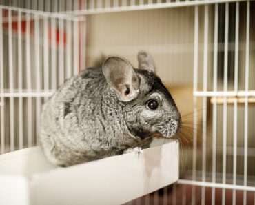 Which cage should I choose for my chinchilla?