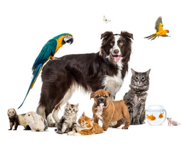 TOP 7 reasons to adopt a pet