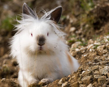 Dwarf Angora rabbit: everything about him!