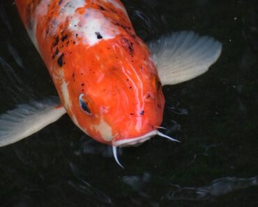 Koi carp: everything you need to know about it!