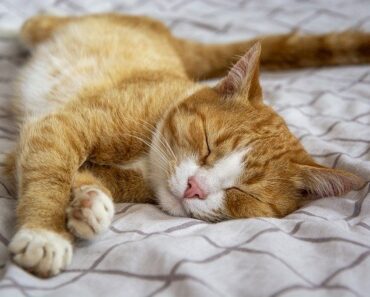 How to treat epilepsy in cats?