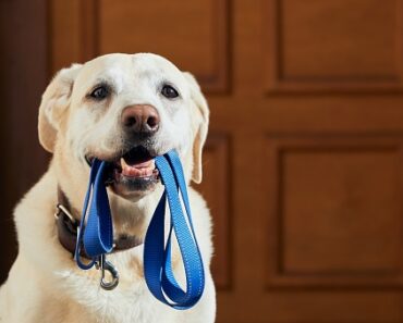 How to teach a dog to walk on a leash?