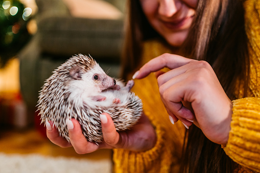 The Hedgehog : Everything you need to know about him ! – WOW Animals World