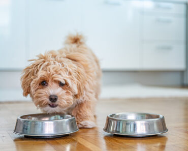 Superfoods for our pets: Boost their Health!