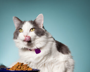 Cat food or kibble: Why alternate?