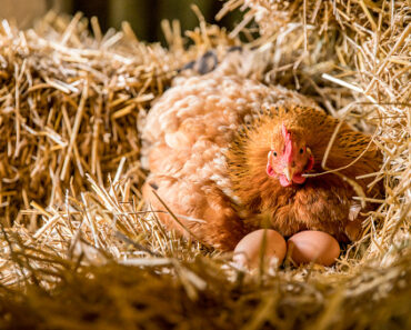 Why do my chickens lay soft eggs?