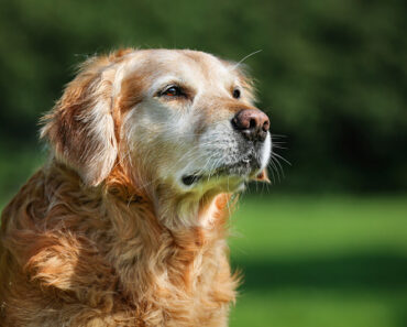 How to relieve your old dog?